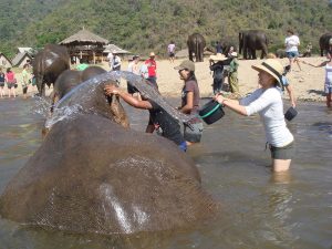 Volunteers Washing Elephants