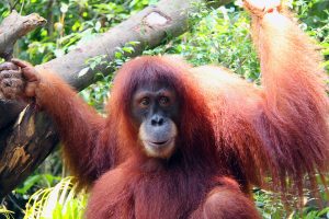 Singapore Zoo Orangutan