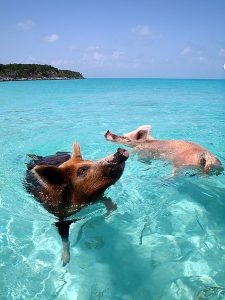 Swimming Pigs in the Bahamas