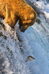 Grizzly Bear with Salmon