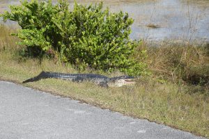 Alligator at Shark Valley