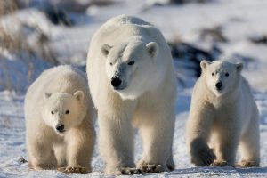 Polar Bear Mom and Cubs