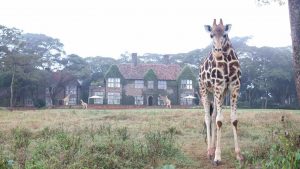 Giraffe at Giraffe Manor