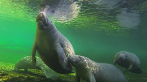 Manatee Family