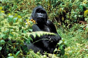 Silverback Lodge Gorilla