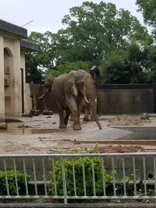 Kumamoto Zoo Elephant